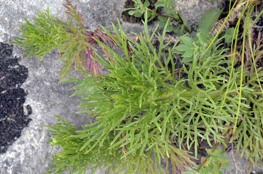 Jacobaea  abrotanifolia / Senecio abrotanino
